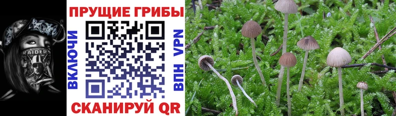 Галлюциногенные грибы мицелий Купить Аксай